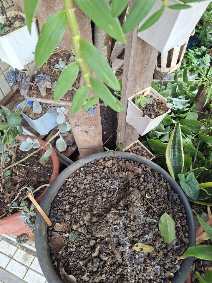 園藝維護案件圖片