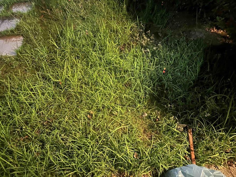 園藝維護案件圖片