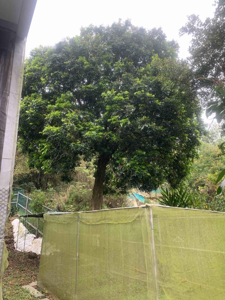 園藝維護案件圖片