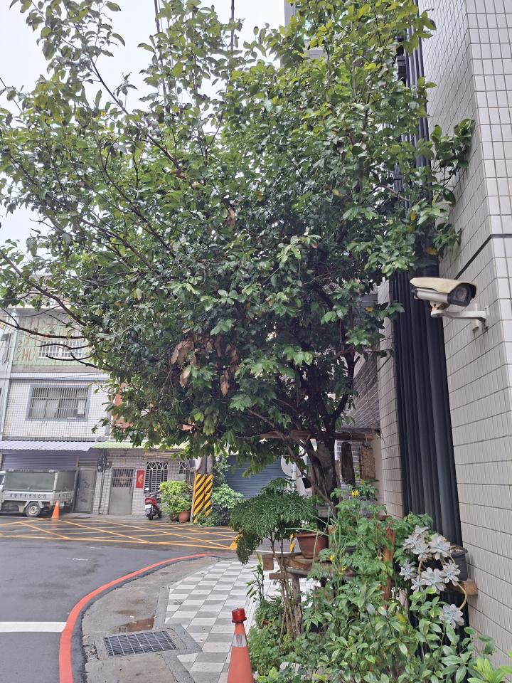 園藝維護案件圖片