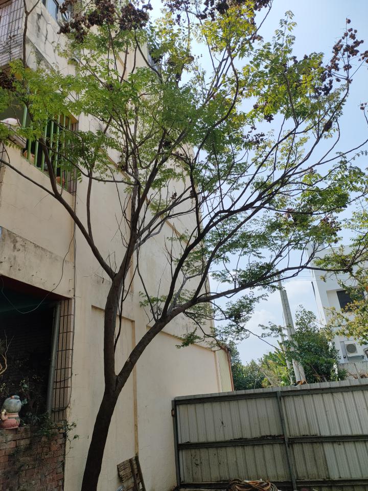 園藝維護案件圖片