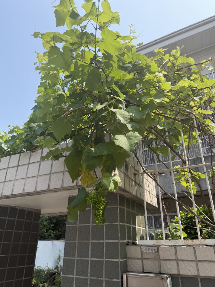 園藝維護案件圖片