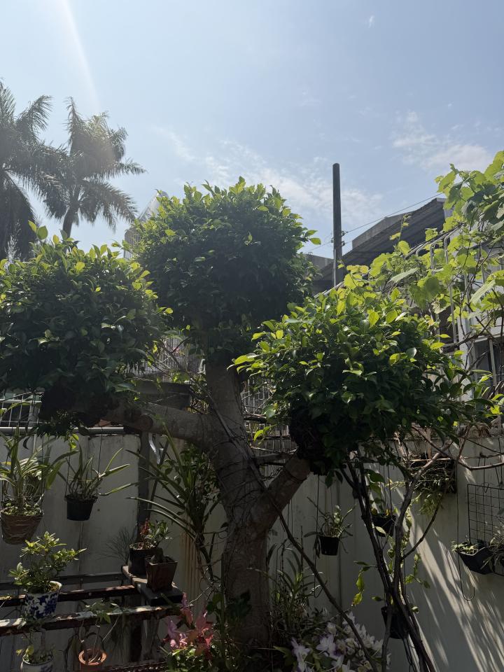 園藝維護案件圖片