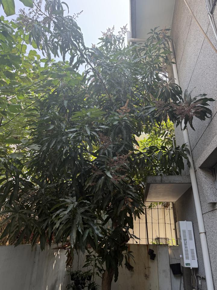 園藝維護案件圖片