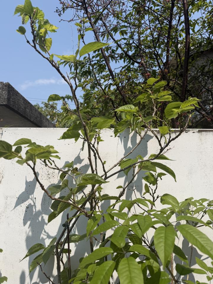 園藝維護案件圖片