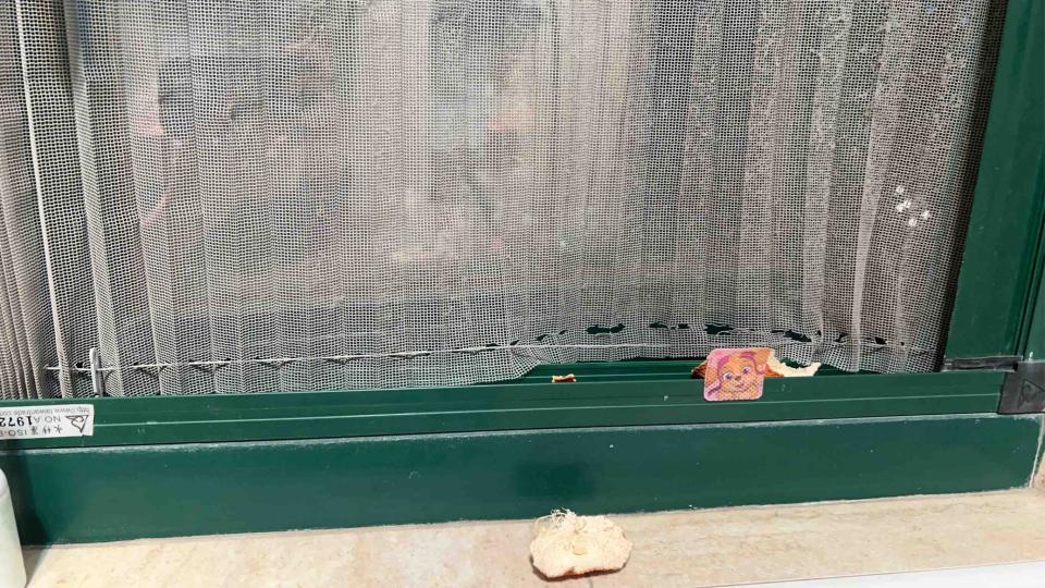 紗窗裝修案件圖片