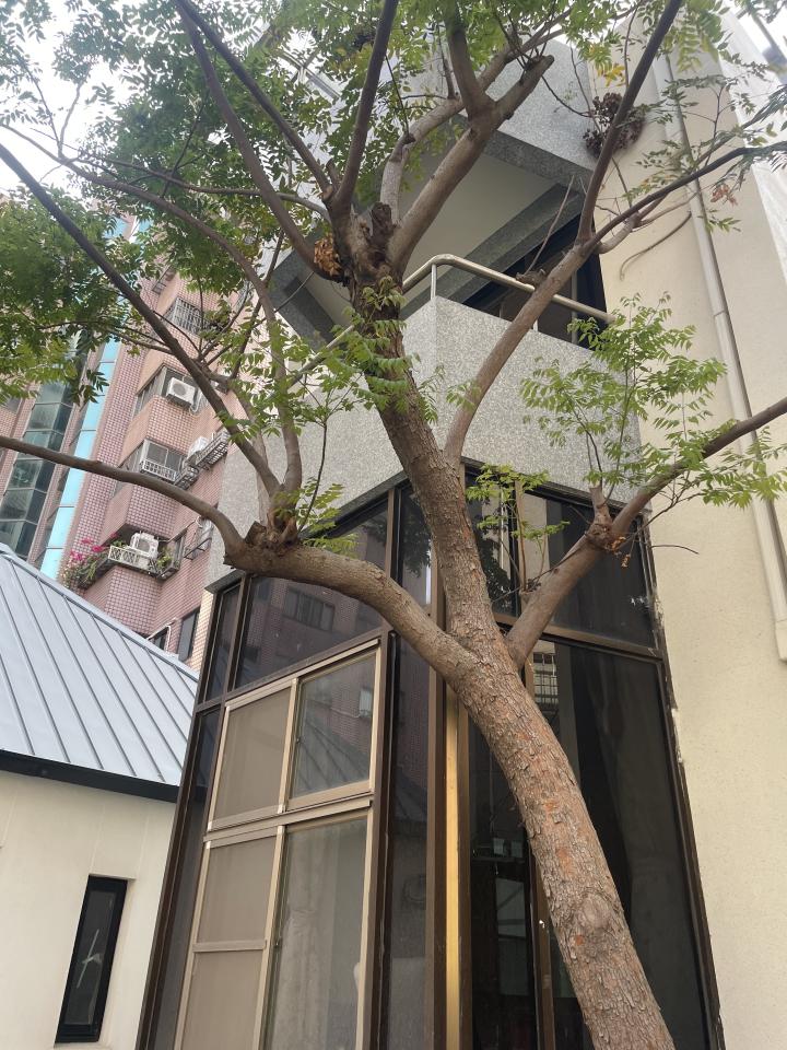 園藝維護案件圖片