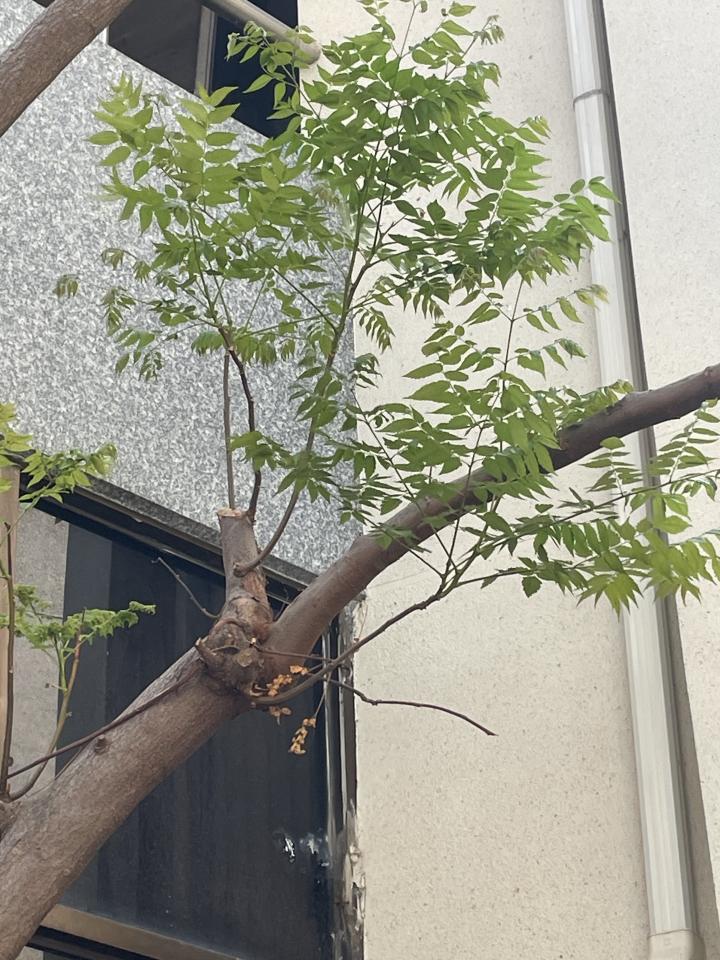 園藝維護案件圖片