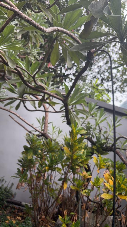 園藝維護案件圖片