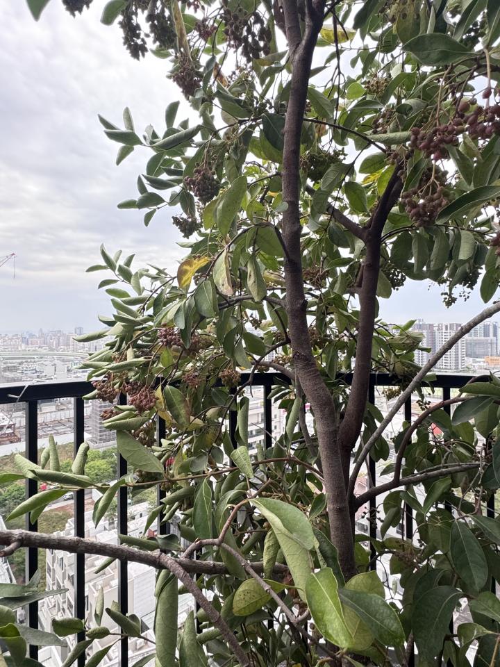 植物診療師案件圖片