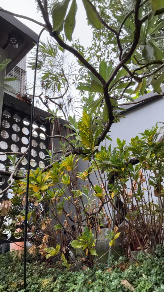 園藝維護案件圖片