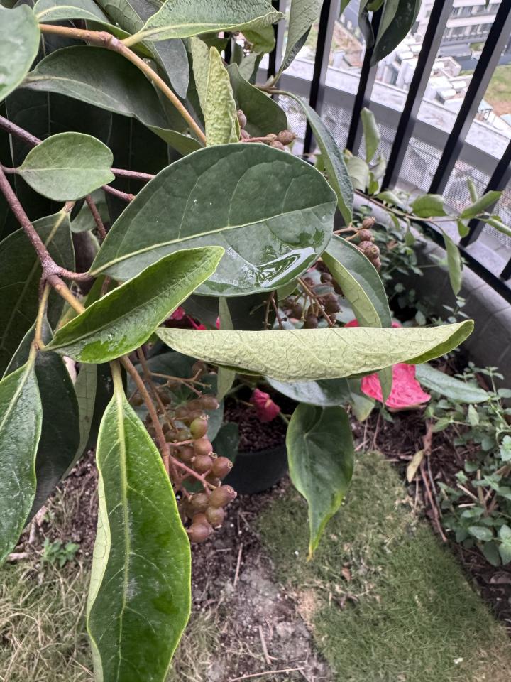 植物診療師案件圖片