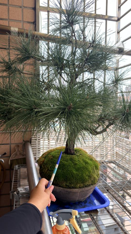 園藝維護案件圖片