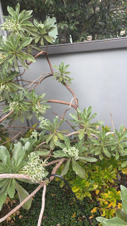 園藝維護案件圖片