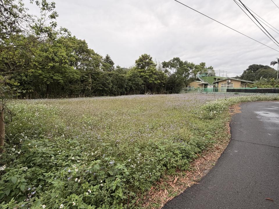 園藝維護案件圖片