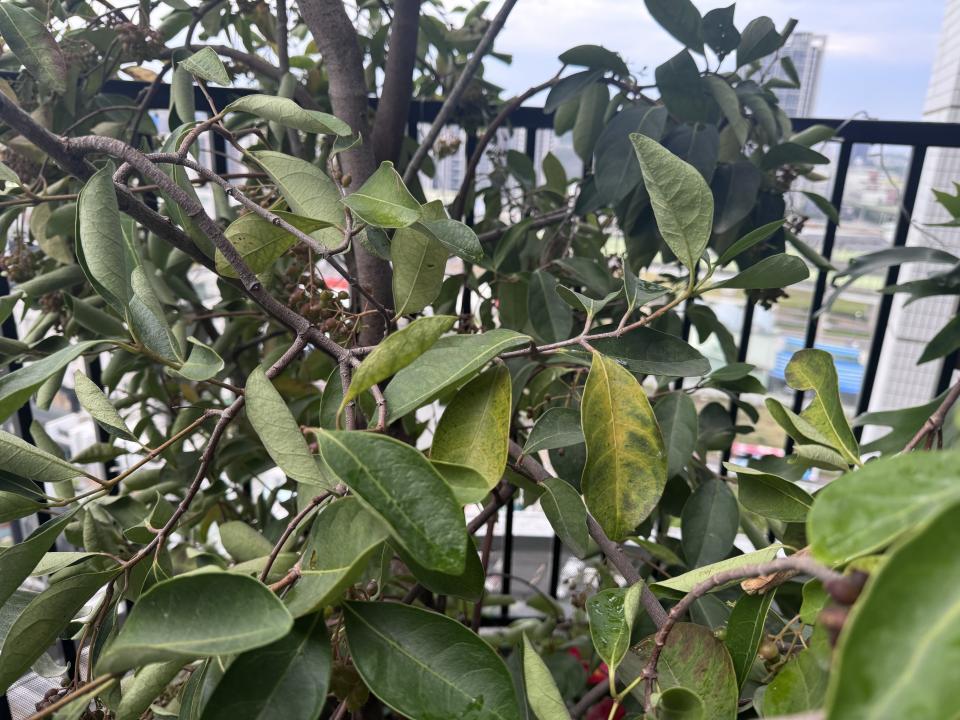 植物診療師案件圖片