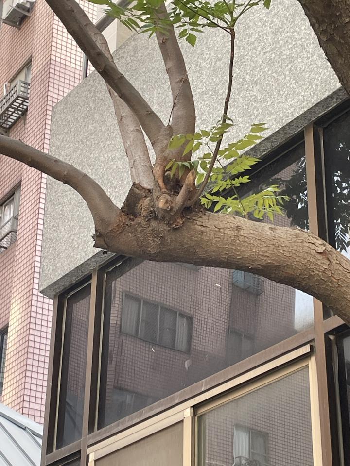 園藝維護案件圖片