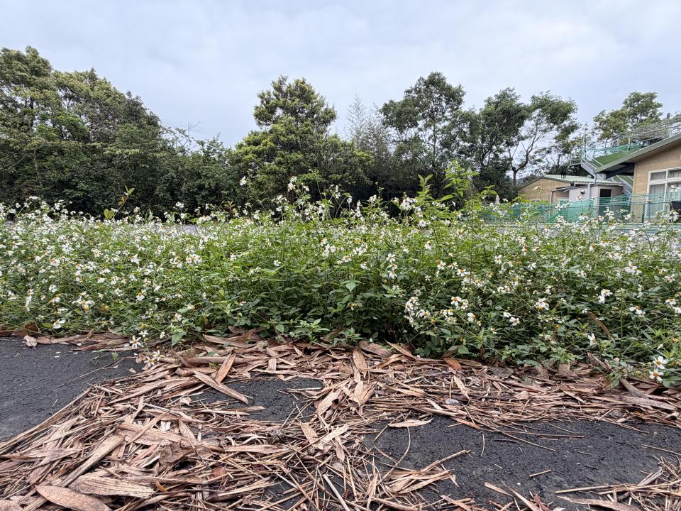 園藝維護案件圖片