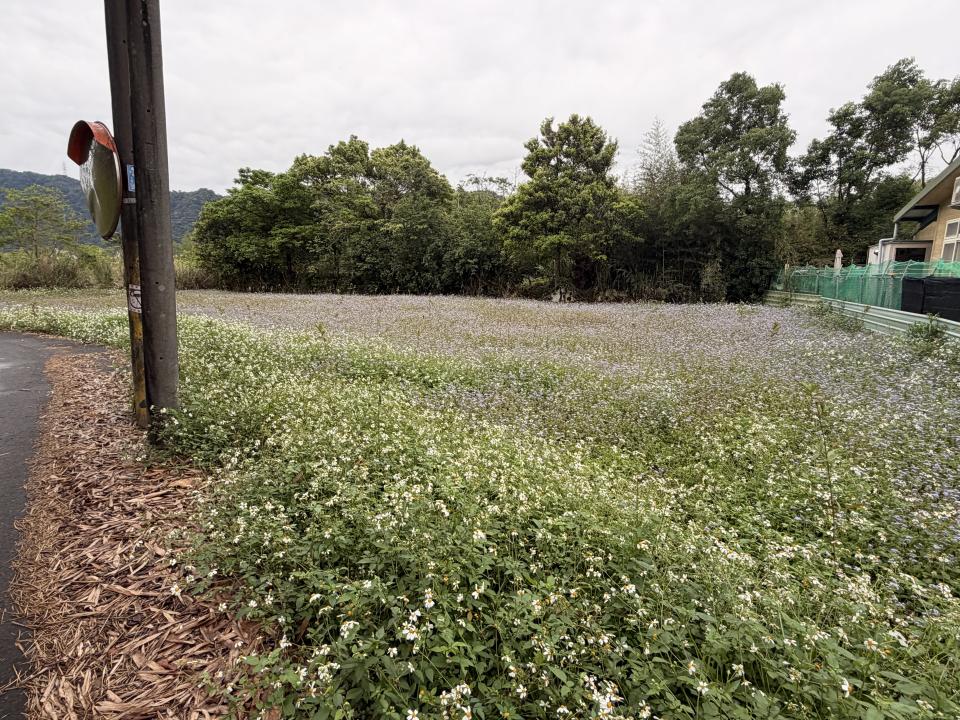 園藝維護案件圖片