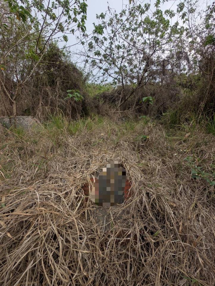 園藝維護案件圖片