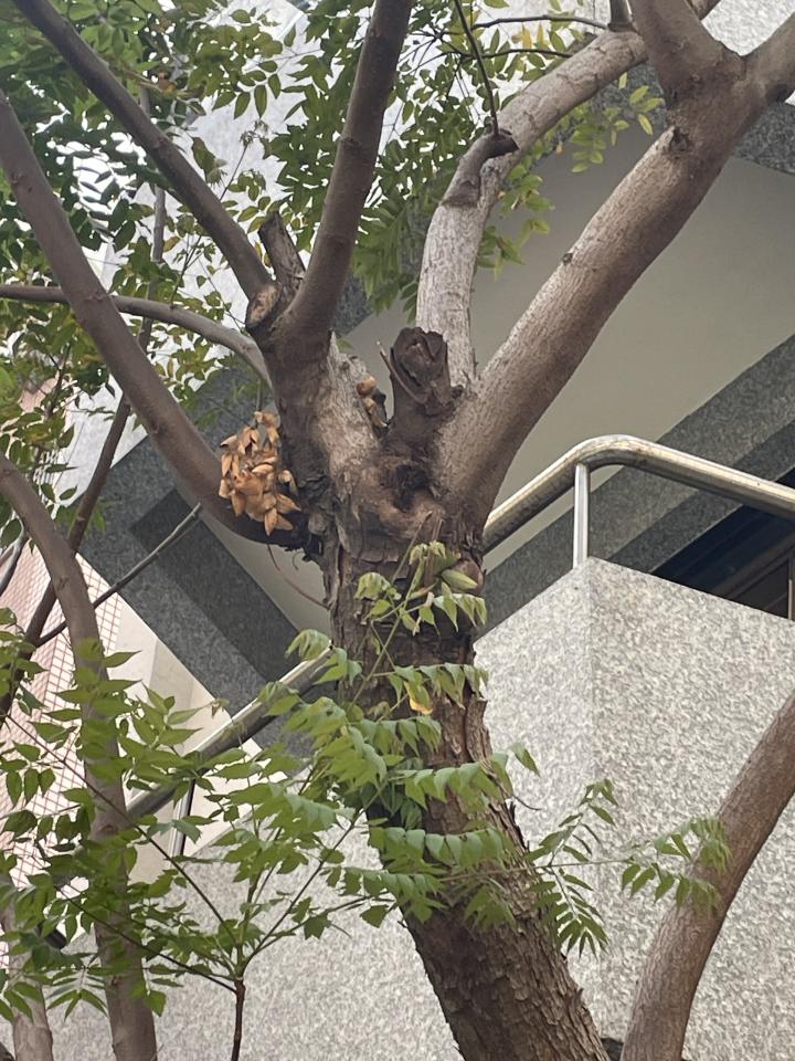 園藝維護案件圖片