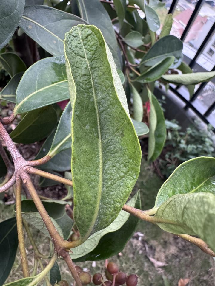 植物診療師案件圖片