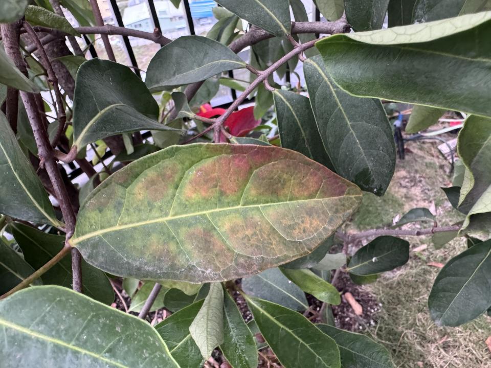 植物診療師案件圖片