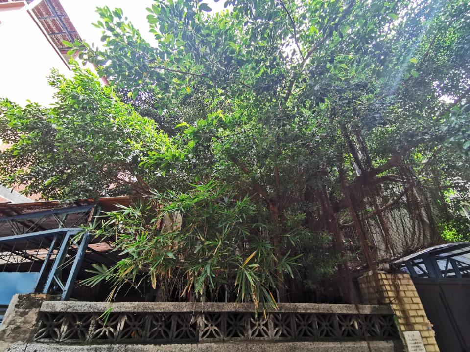 園藝維護案件圖片