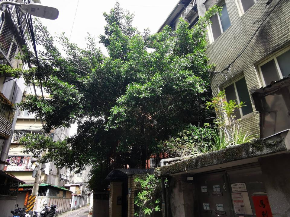 園藝維護案件圖片