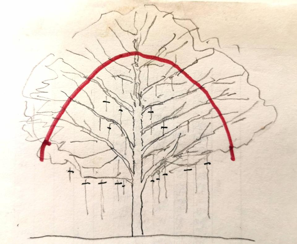 園藝維護案件圖片