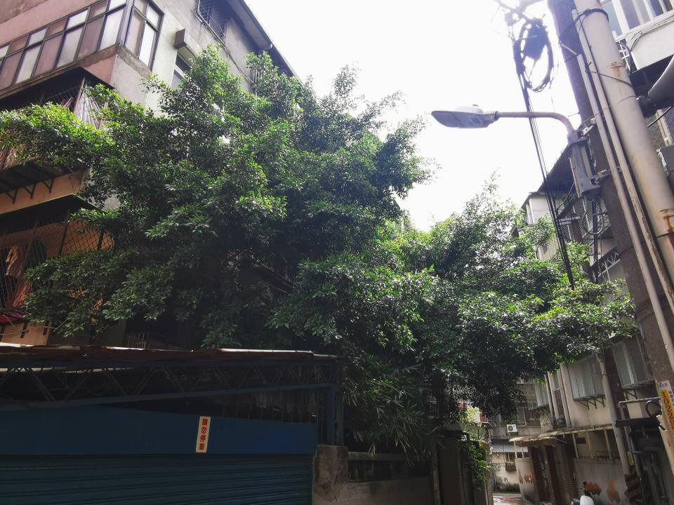 園藝維護案件圖片