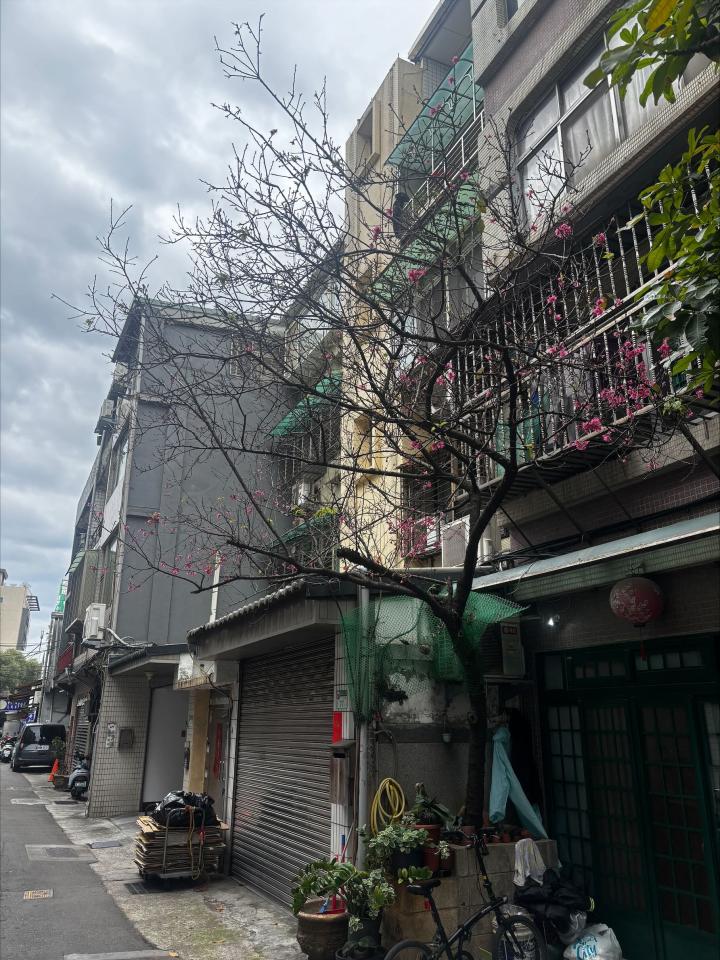 園藝維護案件圖片