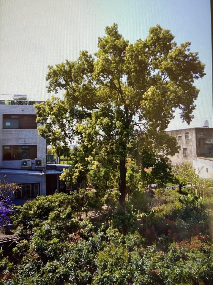 園藝維護案件圖片