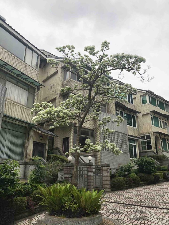 園藝維護案件圖片