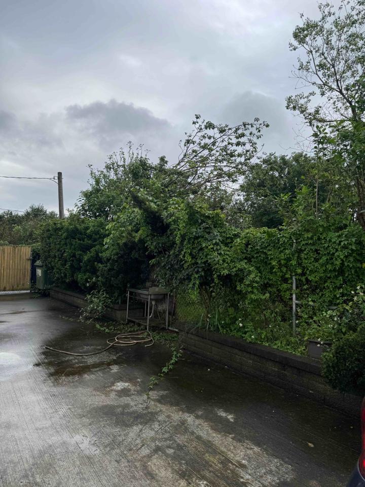 園藝維護案件圖片