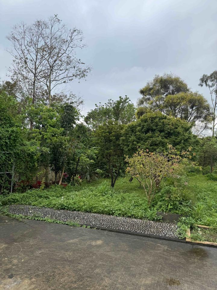 園藝維護案件圖片