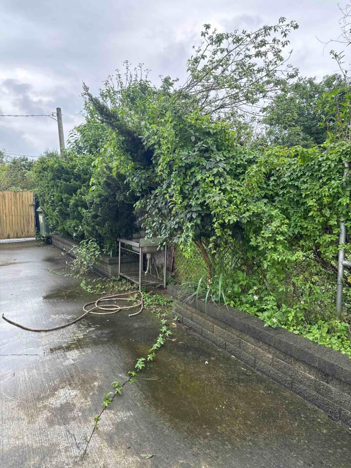 園藝維護案件圖片