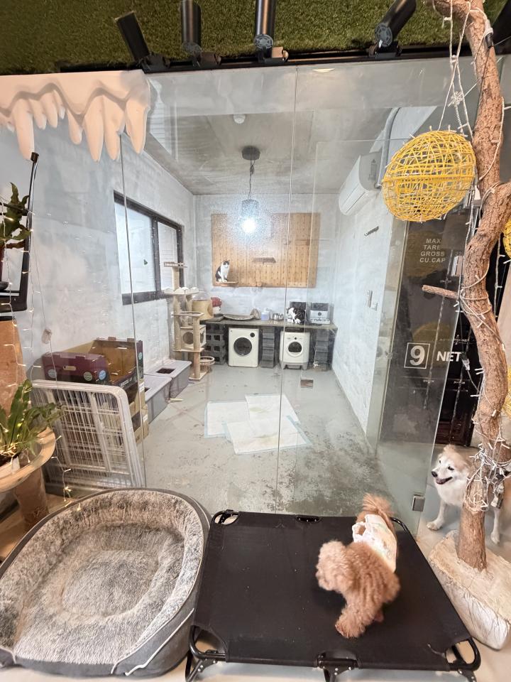 自平水泥案件圖片