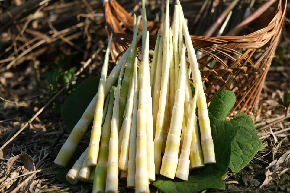 載貨運輸服務案件圖片