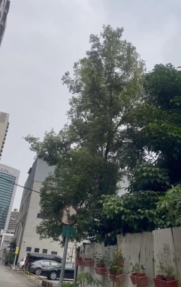 園藝維護案件圖片