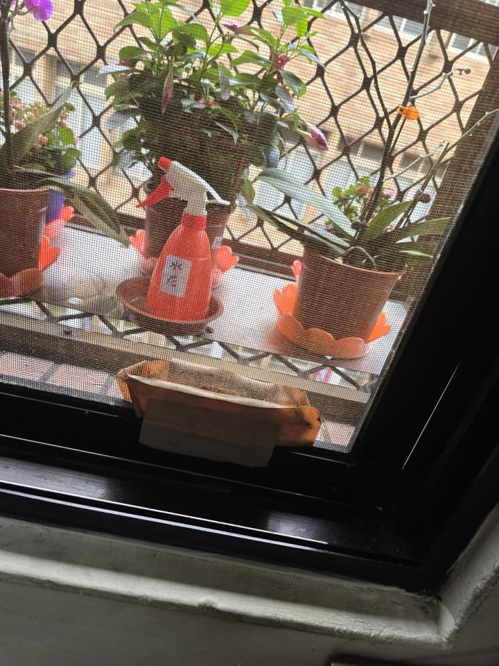 紗窗裝修案件圖片