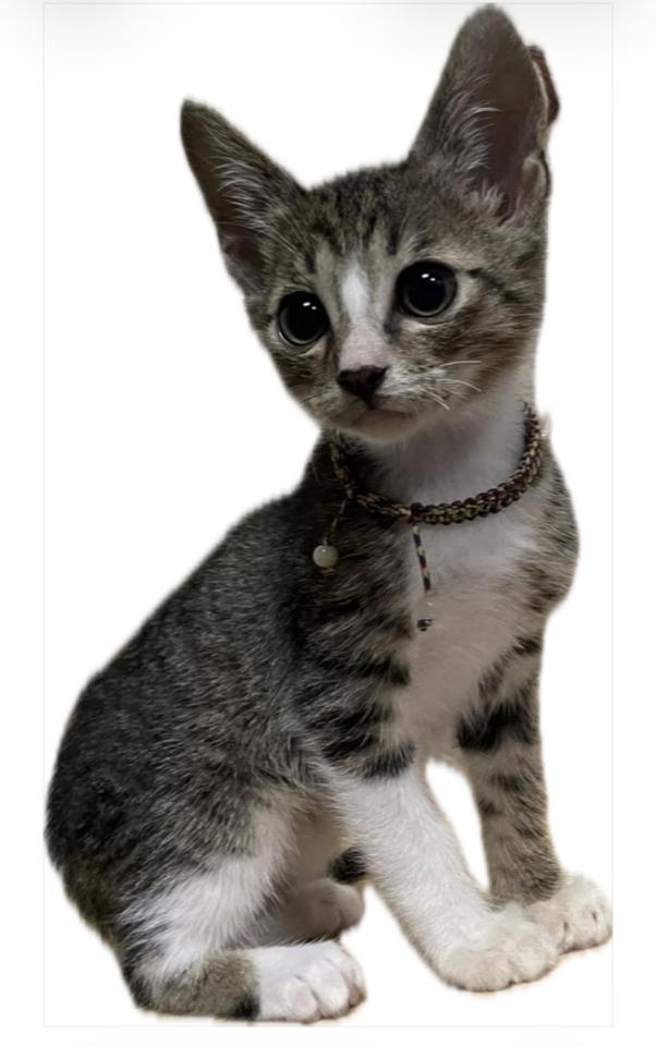 模型代工案件圖片