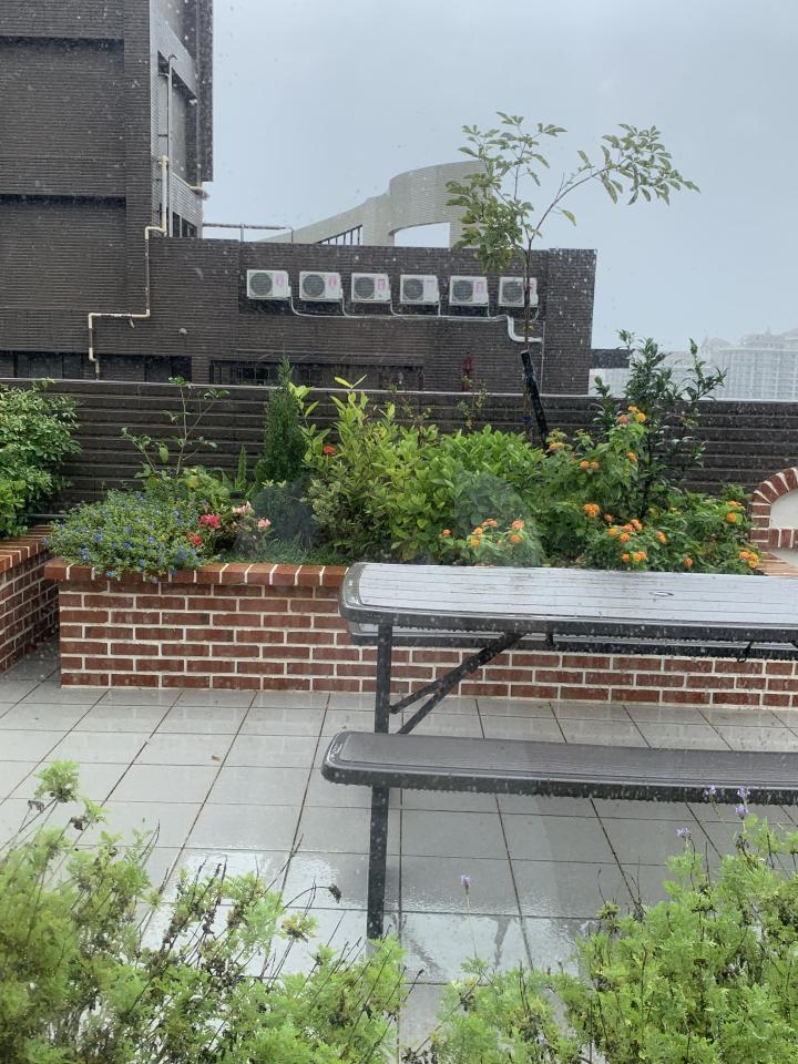 園藝維護案件圖片