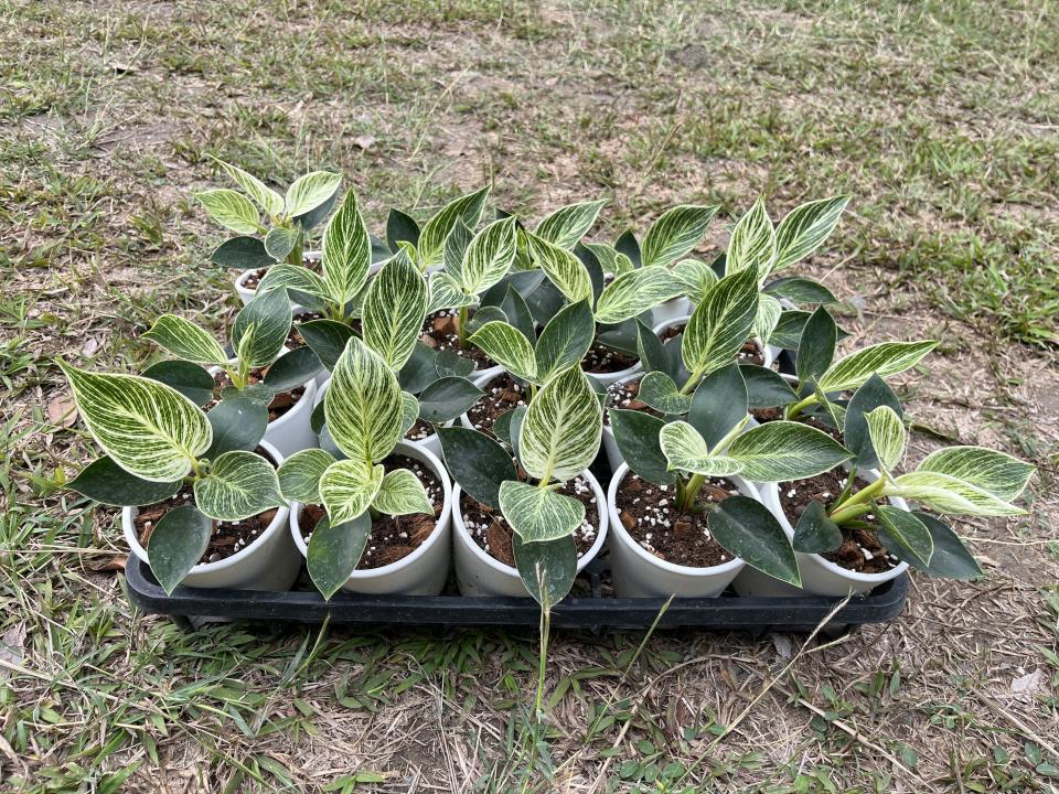 載貨運輸服務案件圖片