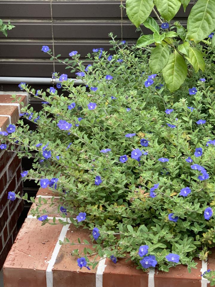 園藝維護案件圖片