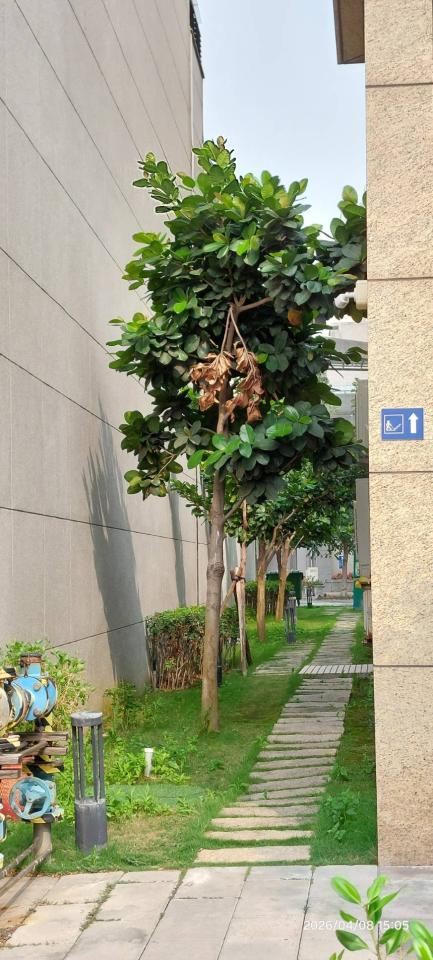 園藝維護案件圖片