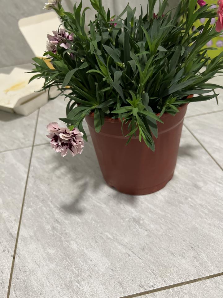 植物診療師案件圖片