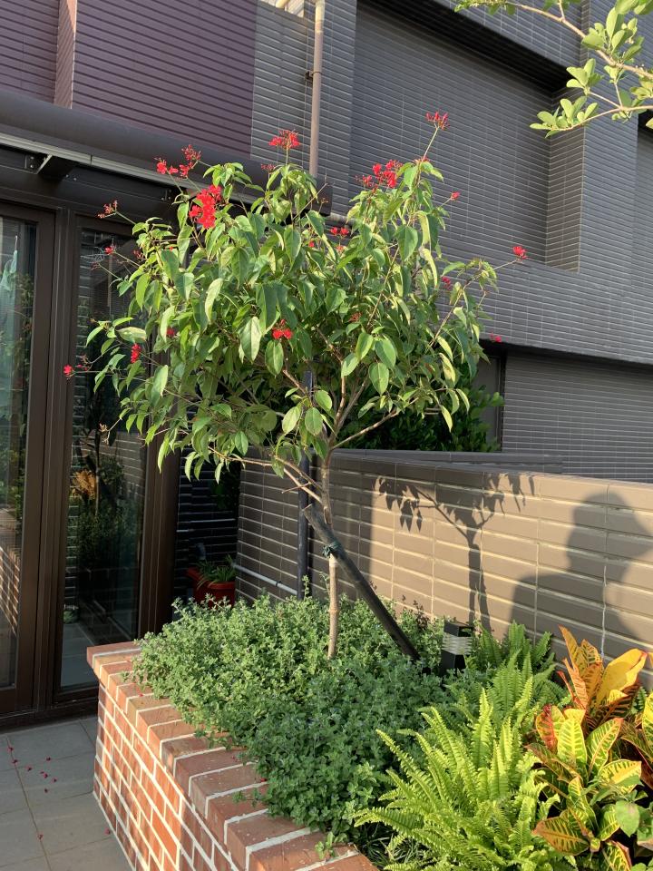 園藝維護案件圖片