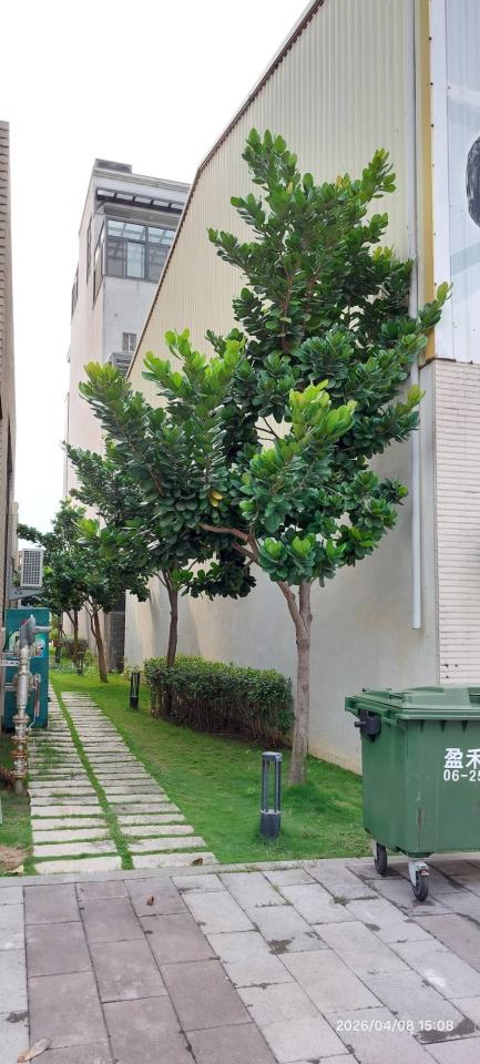 園藝維護案件圖片