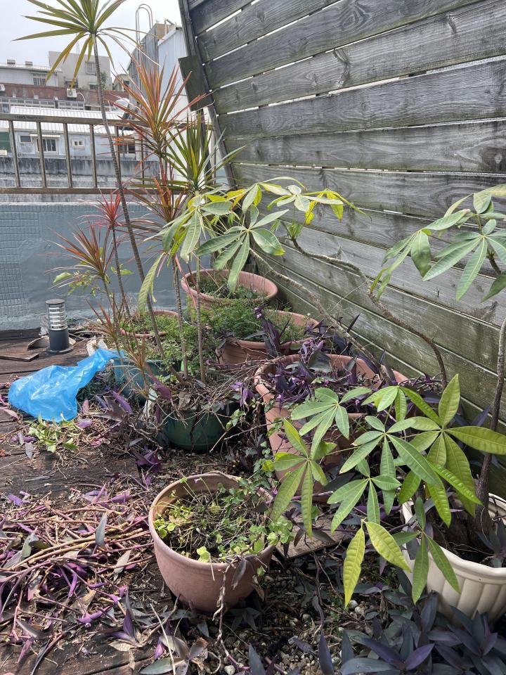 園藝維護案件圖片